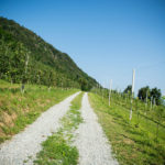 The orchards