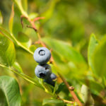 Blueberries