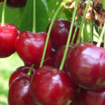 Cherries