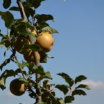 Renetta Grigia of Torriana apple