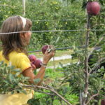 Apple pick-up